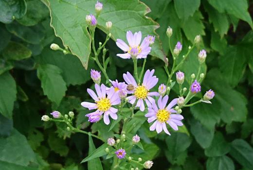今日も朝から暑く９月半ばというのにいつになったら涼しくなるのでしょうか　草花の撮影も思うようにいきません　薄紫色のあまり大きくない花を見つけました「エゾノコンギク」でしょうか　草原に直立に伸びて上部に２〜３センチの花を咲かせています　ノコンギクがもともとの花だということですが　この花は何という花でしょうか教えてくださ〜い/