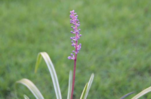 毎年紹介しているおなじみの花で細長い葉には白い縁取りがあり少々水をやらなくとも育つ「ヤブラン」の花が咲きそうです 耐寒性耐暑性はもちろん病害虫にも強く土もあまり選ばない植物です 秋には長い穂を伸ばし薄紫色の蕾から白い小さな花を咲かせます 昔から緑化や造園の植栽に 花壇の縁取りなどに植えられているようです/