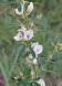 散歩道の土手に小さな白い花をつけた「メドハギ」でしょう..：2023.09.20