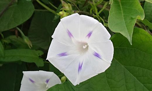 こんなに爽やかな色の「アサガオ」をみたことがありますか 川の土手で見つけた花ですが野生のアサガオでしょうかそれともヒルガオでしょうか 夏の終わりを惜しむかのように土手を彩っていました/