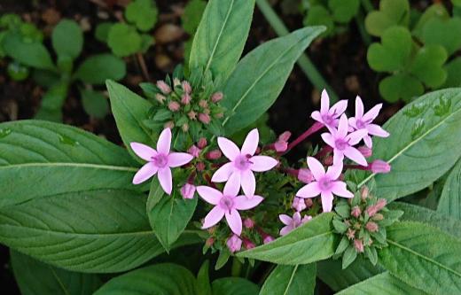 知人の庭で「ペンタス」が白や紅 ピンクなどの花を咲かせていました 小さな星型の花がかたまって半球状に咲いていてとても可愛い花です 背丈も小さく花壇を縁取っていました 暑さに強くて盛夏にも休まず花を咲かせるので夏花壇や寄せ植えにも適しているそうです 今年のように暑い夏に咲いている花があまりありませんでしたので来年庭に植えてみたくなりました/