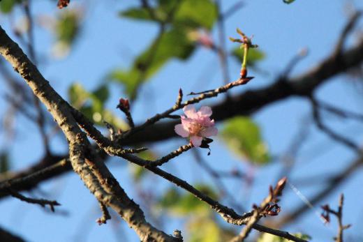 知人から「桜が咲いているよ」と教えてもらったので早速行ってみました 場所は「たいようパン」と「ケーズデンキ」の東側のバイパスの側道に植えられている桜の木です わずか数輪ですが毎年のように秋に咲く桜です 周辺の桜の木が紅葉し始め落葉するこの時期に咲く小さな桜にやっぱり秋を感じてしまいます/