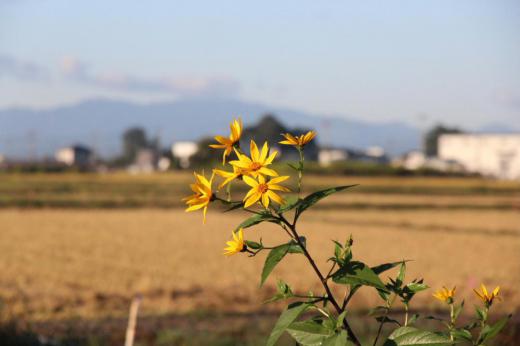 秋になると背の高い黄色い「キクイモ」の花が陽の光を浴びて咲いています 鮮やかな黄色の花は秋を伝える植物です「キクイモ」の和名は菊に似た花をつけ地下に芋ができ それを利用するところからそうです 冬の漬物に入る「キクイモ」はカリカリとした食感で私は大好きです/
