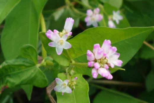 小さな薄紅色花が可愛らしい「ミゾソバ」の花が我が家の裏の川縁に咲いています 山地の小川沿いや沼沢地 湿地 水田 畦 湖岸などに自生する野草で夏から秋にかけて茎の先端で枝分かれした先に5mmほどで根元が白く先端が薄紅色のたくさんの花を咲かせます  葉は互生し、葉の形が牛の額にも見えることからウシノヒタイ(牛の額)と呼ばれることもあるそうです/