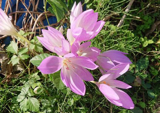 大きさは違いますが花がクロッカスに似ており 秋に花が咲くので秋のクロッカスとも呼ばれる「イヌサフラン」が 淡いピンクの一重の花を咲かせています イヌサフランの球根や種子にはコルヒチンという物質が含まれており痛風薬として販売 処方されているそうです ですがコルヒチンは人体には猛毒物質であり有毒植物の代表格で怖い植物のようです「イヌサフラン」を園芸用に品種改良したものを「コルチカム」いうこともあるそうです。/