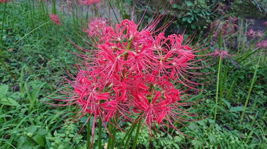 秋の彼岸の頃に茎をのばして鮮やかな紅色の花を咲かせる「ヒガンバナ」が烏帽子山八幡宮の大鳥居の階段そばの土手に咲いていました 別説にはこれを食べた後には「彼岸(死)」しかないという話もあるようです また歌にも歌われている「マンジュシャゲ」と呼ばれていることでも知られています 全草が有毒な多年生の球根を作る植物で地方によっては死人花(しびとばな)地獄花(じごくばな)幽霊花(ゆうれいばな)火事花(かじばな)蛇花(へびのはな)剃刀花(かみそりばな)狐花(きつねばな)捨て子花(すてごばな)灯籠花(とうろうばな)不吉な別名が多く見られます/