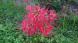 秋の彼岸の頃に茎をのばして鮮やかな紅色の花を咲かせる「..：2023/10/13 09:00