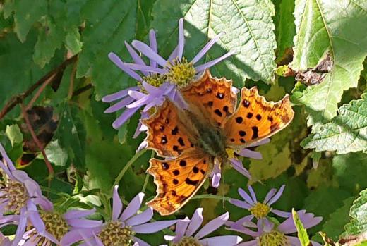 背の高い「ノコンギク」(?)の花にオレンジのギザギザ羽の「キタテハ」という蝶がとまっていました 「キタテハ」は漢字で「黄立羽」と書きますが和名の通り黄色をしている羽をもっています 厳しい冬がまもなくやってきますがこの蝶は成虫で冬を越すのだそうです どうやって越冬するのでしょうか/