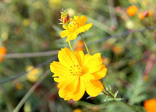「キバナコスモス」がピンクの花に交じって咲いています 黄色やオレンジの花を咲かせています 6月頃から咲いていますが11月まで長い期間花を咲かせています 花の終わりは霜が降りると花が終わるといわれています 花の終わりが秋の終わりということになるのでしょうか/