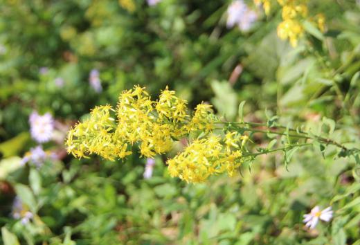 昨日  とある小高い丘に咲いている黄色の小さな花を「アキノキリンソウ」と教えていただきました 夏に咲くキリンソウに似て秋が深まる今頃に咲くので「アキノキリンソウ」と名付けられたそうです 花の群れ咲く様子を酒造りの際に生じる泡に見立てた泡立草(アワダチソウ)という別名もあるそうです雑草の王者であるセイタカアワダチソウは別名をセイタカキリンソウというそうです この「アキノキリンソウ」はセイタカアワダチソウほど大きくならず繁殖力も低いので繁茂しないそうです/