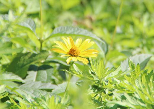 山に近い道路のそばの日当たりのよい草むらに黄色の5〜6cmほどのミニヒマワリのような花が咲いていました ネットで調べてみるとヒマワリモドキとかキクイモモドキなどの名前がヒットしました 葉もつやつやしていきいきしており秋の草花でしょうか/