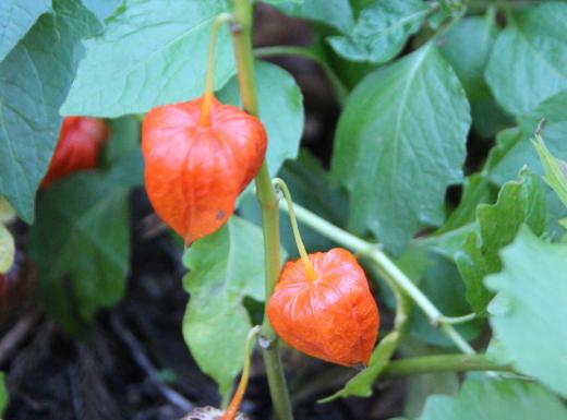 早いもので今日から11月です 今年も残すところ2か月となりました 6月に花が咲きお盆の8月ごろに実をつける「ホオズキ」が今頃鮮やかなオレンジ色の実をつけているのを見つけました 猛暑で季節がずれてしまったのでしょうか 提灯に似ていることからお盆に飾る草花の一つで漢字で書くと「鬼灯」です 鬼灯の名前の由来は、オレンジ色の果実が提灯のように見えることから「鬼灯」という漢字が当てられたと言われています 今頃実をつけているのは異常気象のせいでしょうか/