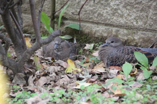 我が家の庭に巣をつくり子育てしていた「ハト」ついに巣立っていきました 巣の中にいた2羽のハトが見えないので探していたところ塀の上から庭に降りて何かをついばんでいました 午後に庭木に止まっていましたが突然バタバタと羽を鳴らし西の空に飛んでいきました 1か月余にわたって巣作りから観察していた「ハト」がついに巣立っていきました 今まで朝な夕なに見ていただけにちょっぴり寂しくなりました/