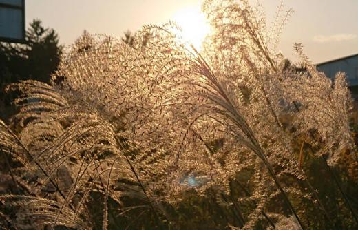 気温が日に日に下がり道ばたのススキの穂が風にゆれています 西日に照らされたススキの穂が穂先から飛んでいきそうです 最後の輝きを見せてくれているようです 天気予報に雪のマークも見えてきましたいよいよ冬がやってくるのでしょうか/