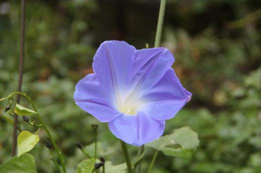 今年の夏の「セイヨウアサガオ」は猛暑だったせいかあまり花を咲かせることなく終わりました プランターに残っていた苗を植え返したところ一輪だけ花を咲かせてくれました 今年最後の「セイヨウアサガオ」でしょうか 心なしか小さく色も薄い水色で鮮やかな青には程遠い色の花です 夏の最後のひと花で一気に秋から冬が来ます/