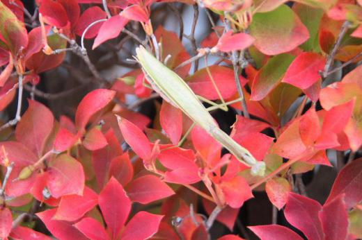 ドウタンの紅い葉にとまり日向ぼっこをしている「カマキリ」を見つけました 秋になると「カマキリ」が目立つようになりますが数が増えるのではなく目につくようになるからだそうです 俳句の秋の季語の一つに「カマキリ」があるのは秋になるとよく目にするようになるからだそうです 秋に卵を産み卵で冬を越し翌春にふ化し何度かの脱皮を繰り返し成虫となるのだそうです 他にも不思議な生態があるのが「カマキリ」です/