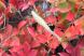 ドウタンの紅い葉にとまり日向ぼっこをしている「カマキリ..：2023/11/10 09:00