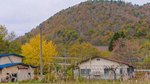 寒い日になりました 晩秋を象徴するような風景に出合いました 鮮やかな黄色のイチョウ オレンジに熟した柿 白いススキ そしてもうすでに葉を落とし始めている山とどれもが秋の装いを身にまとい冬を迎えようとしています 防寒具なしでは外を歩くのが大変で白い雪が間もなく舞い落ちてきそうな天候です/
