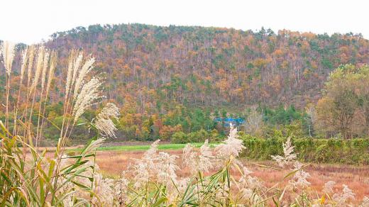 冬の足音がだんだんと近づいてくるように山の紅葉も赤茶けてきました 山の木々も葉を落とし始めました まもなく葉を落とし丸裸の木となります もう少しだけ秋の風景を楽しみたいものです/