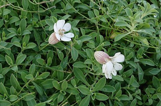散歩道で釣鐘のような形をした白い花を見つけました あまり大きくなく可愛い花ですがこれまであまり見たことがない花です 調べてみると「シレネ・ユニフローラ」ではないかと思われます 緑色の葉に花をつけていますが斑入りの品種もあるのだそうです 耐寒性があるので今頃でも花を見ることができるのでしょうか/