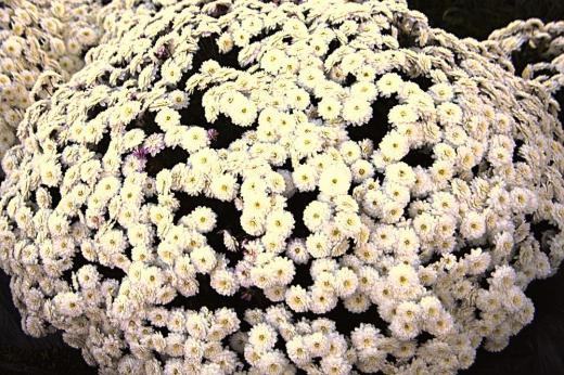 秋の最後を飾る花は菊でしょうか 玉菊といわれる真っ白な花がまさに雪が降ったように咲いていました 小さな白い花がたくさん集まって雪が積もったように見えたのでしょうか そろそろこのブログで紹介できる花が少なくなってきました 秋の終わりも近いのでしょうか/