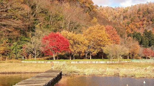 最後の紅葉でしょうか 周りの木々の葉が落ち赤や黄色の葉をつけた木が今にも葉を落としそうに立っています 冬の近さを伝える様子で季節は間違いなくめぐってきます  /