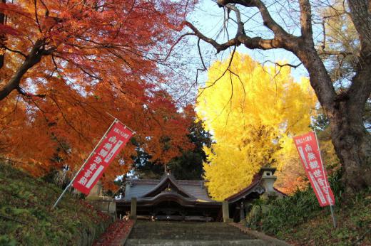 烏帽子山八幡宮の東に置賜三十三観音のひとつである観音堂があります 曇りや雨の予報が外れて晴れ間となったので訪れてみました このお堂を被うように鮮やかな「モミジとイチョウ」がコラボし秋の装いでステキな風景を目にすることができました 足元は一面のイチョウの葉でフカフカする絨毯のようでした/
