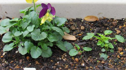 初冬から初夏まで長く楽しめる今年採種した「ビオラ」の種を植えました やっと芽をだし花をつけてくれうれしくなりました 連日寒い日が続き咲いている花が少なくなりました 花暦に紹介する花もなくなりました 風景も晩秋から初冬となり見映えのしない風景となり何を載せたらいいのか思案にくれています 今咲いている花を見つけたら写真をご提供ください/