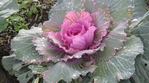 キャベツの仲間である「ハボタン」は冬枯れの花のない季節に彩を添えてくれる貴重な草花(野菜?)です 雪の多いこの辺では鉢植えにして花に代わって楽しみそちこちの玄関などに鉢植えのハボタンが飾られています/