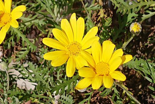 もう花暦にのせる花がないと嘆いていたところ こんな花が咲いていますと知人から紹介していただいた「ユリオプスデージー」という黄色の花が初冬の太陽の光を受けて咲いていました 常緑の低木で晩秋から春まで黄色の花を長期間咲かせてくれるそうです 強く凍らない場所では戸外で冬越しをして大株になっているのを見かけることもあるそうです 雪が降る地域では無理でしょうが屋内では育つのかもしれません/