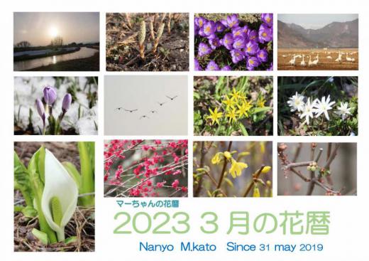 3月に入ると徐々に暖かくなり 草花の花が次々と開花してきました「3月の花暦」は残雪や雪解けが進み全体に彩も豊かになってきます 雪解けの水かさが増し白鳥が北へ帰る準備を始め隊列を組んで独特の鳴き声を響かせて飛んでいく姿を目にするようになりました/