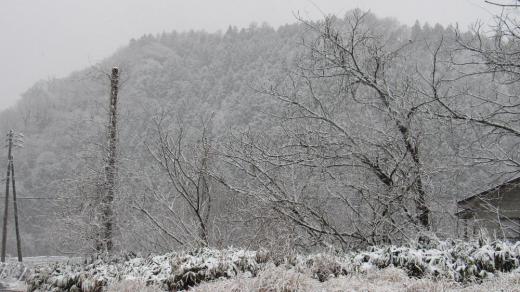 昨日からの雪が数センチ積もりいよいよ冬到来です 周りの風景もすっかり墨絵の世界となりキレイという人もいるかもしれませんがやっぱり寒さはこたえます この程度の積雪で終ってくれるとありがたいのですがしばらく雪の予報が続き積雪が増えるのでしょうか 恐る恐るカーテンを開く毎朝の日課です/