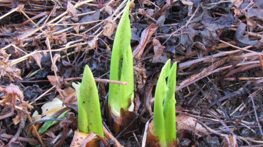 今日は正月2日 全く雪のない正月を迎え我が家の裏の川べりに植栽されている「ミズバショウ」が緑色の葉を伸ばしています もしかして花芽が付いているのかとのぞいてみましたがもちろん付いてはずがありません 枯れた草の中に伸びている「ミズバショウ」がもしかすると花を咲かせるようなことはいくら雪が降らなくともありえないでしょうね/