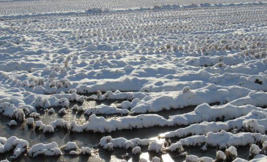 朝から青空が広がり陽がさしています この冬まだ一度も雪かきをしていません 誰と会っても「雪が少なくていいね」との言葉を交わすことが多い 田んぼの稲の切り株に薄っすらと雪がかぶっています 例年ならばこの田んぼには雪の山ができ向こうがわが見えないのですがこんな写真をアップできる今年の冬です/