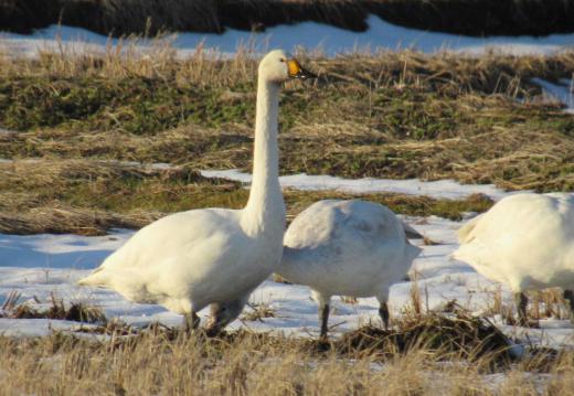 周りの雪をすっかり融かしそうな天候で雪のない田んぼで白鳥が餌をついばんでいました「今年の冬はいいなあ」なんて考えながら気持ちよさそうについばんでいるようです /