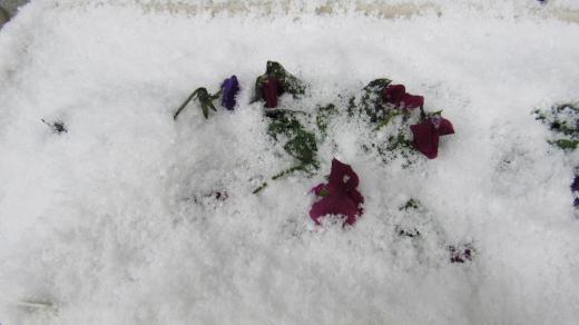 大雪の予報が出ていますが今朝の雪は数センチの積雪でパンジーも冷たそうに雪を被っています これから大雪になるのではとの予報が出ていますがどうなるのでしょうか ちょっと春めいた季節に芽を出し始めた草花や花木もまた冬に逆戻りでしょうか/
