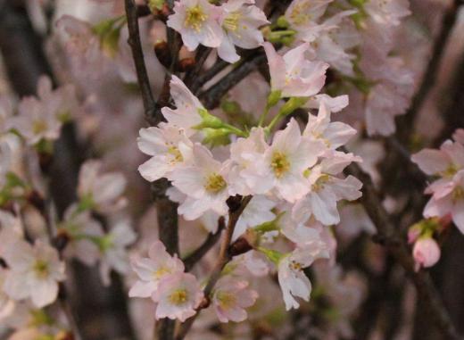 先日NCVテレビのニュースで啓翁桜の展示が始まったことを知り以前撮った啓翁桜を紹介します 外は真冬ですがこの時期だからこそ花はいいでね 全国一の出荷量といわれている啓翁桜ですが本格的に見ることができるのはこれからでしょうか 春を告げる花の一つです/