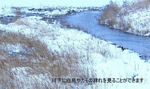 今朝も昨日から20センチほどの雪が積もりました 昨日夕方は雪交じりの冷たい強い風が吉野川の川面を吹き河原の葦やススキを揺らしていました 吹雪を避けるかのように白鳥やカモがたくさん集まっています 橋からはかなり距離もあり辛うじて白鳥やカモの姿を撮ることができましたがこんな写真しか撮れませんでした/