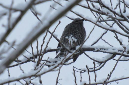チラチラと雪が降る中 灰色の鳥が枝にとまっています ネットで調べてみると「ヒヨドリ」ではないかと思われますが鳥に詳しい方教えてください ムクドリではないかと調べてみるとくちばしや足が黄色でないのでムクドリではないと思われます/