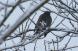 チラチラと雪が降る中 灰色の鳥が枝にとまっています ネ..：2024.01.29