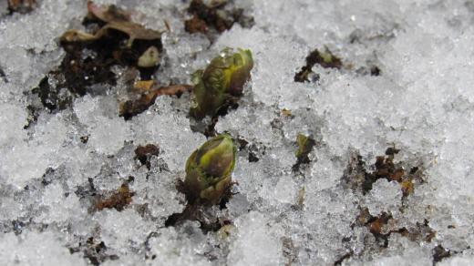 庭に植えてある福寿草が芽を出しました 雪の中でも咲くことがある花ですがこんなに早く芽を出してくれて驚いています 早春に咲く福寿草でがいつ頃咲くのでしょうか 咲き始めたらこのブログでご紹介します/