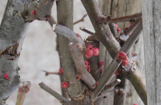 咲いている花がありませんので花芽を追いかけています 「ボケ」ですが桜と似て紅く覆われています どのつぼみも固く閉じていますが蕾の中でいつ花を咲かせようかとうごめているでしょうか まだまだ遠い先のことですが/