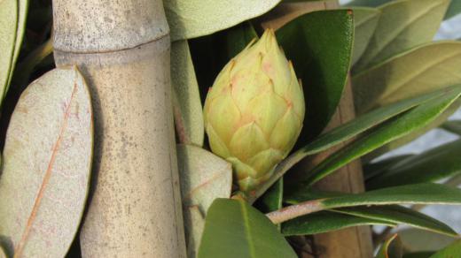 固い皮の包まれたシャクナゲの芽ですが その中に数個の花のつぼみが包まれています 2センチほどの大きさで5月頃にならないと花が咲きませんのでまだまだ遠い先のことですが楽しみに待ちたいものです/