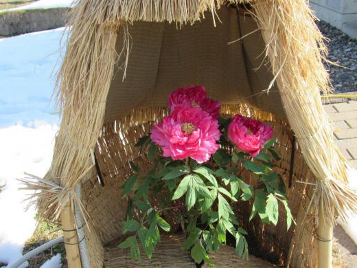 好天に誘われて高畠町の冬咲きボタン祭りに出かけました なかなか冬の花を見つけることができませんので花暦の題材にボタンを撮影してきました 天気が良く多くの人で賑わう中でとてもきれいな花をたくさん撮ってきましたのでアップします/