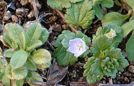 秋に芽を出して他の植物が繁茂しない冬に横に広がって育ち 早春に薄紫色の花をつける「オオイヌノフグリ」が雪の消えた畑で花をつけていました 今年は雪もなく例年になく早く花を咲かせています 寒さに耐えるため細胞内の糖濃度を高める機能を持ち 葉と茎に生える短い毛で雪と霜を遠ざけて保温するのだそうです 別名「星の瞳」とも呼ばれていて「オオイヌノフグリ」とは大違いです/