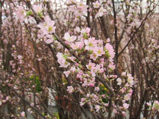 啓翁桜と菜の花のコラボレーションです といっても暖かい伊豆ではありません この花たちは栽培されている花たちで一足早く春を届けようと準備された冬咲きボタン祭り会場に飾られたものを撮らせていただきアップしました 一足早い花見です/