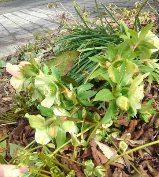 昨日の訪問者からの2つ目の花で「クリスマスローズ」です 1年中咲いているような気がしますが開花時期は1月4月頃でこの地域では雪が解けてからだろうと思われます もう開花したとの情報をいただきアップしました「クリスマスローズ」は花の茎がなく根の茎から葉と花が別々にのびるのだそうです 確かに背丈の低い花であまり目立たたない花です 強健で育てやすいものが多いのも特徴でほかの多くの草花に先駆けて花を咲かせ春先の庭を彩ってくれます/