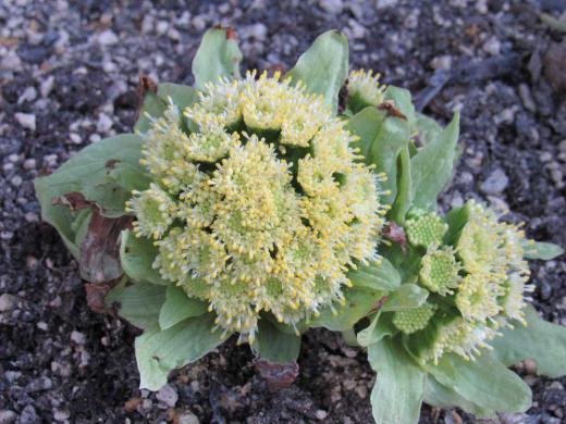 知人の玄関に鉢植えのフキノトウが花をつけていました もうフキノトウを食べましたと聞いて驚きましたがそれほど駆け足で春が近づいているのですね/