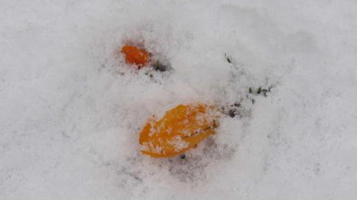 早春の花を伝えてきたこのブログで今朝は雪のお便りです せっかく咲き始めたクロッカスが雪を被っています また冬に逆戻りしたような朝のスタートです 東京の孫が雪を見たいと来るという 雪遊びをしたいとの願いはちょっと無理でしょうか陽も射してきました/