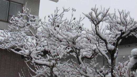 桃の節句は過ぎましたが今朝もうっすらと雪が降りました 水分の多い雪で木々の枝には雪の花が咲いていました 花の季節はまだまだでしょうか 寒い一日になりそうです/
